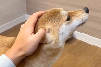 犬の頭を撫でている手を『途中で止めてみた』結果…絶対に撫でるしかない『厳しめな行動』が26万表示「思った以上で草」「終わらないｗｗ」