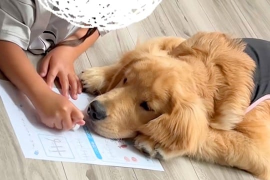 小学校から帰り、宿題をする女の子→大型犬が『早く構って』と待ちきれなくなり…尊い光景が43万再生「宿題できないｗ」「可愛い家庭教師」