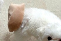 『犬がおもちゃを持ってきた』と思って振り向いたら…予想と違いすぎる『まさかのハプニングと表情』に4万いいね「申し訳なさそうｗ」「可愛い」