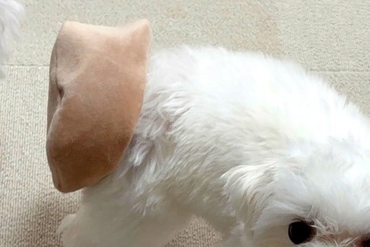 『犬がおもちゃを持ってきた』と思って振り向いたら…予想と違いすぎる『まさかのハプニングと表情』に4万いいね「申し訳なさそうw」「可愛い」