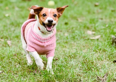 服を着て散歩する犬
