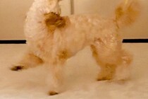 ぬいぐるみのような1歳の犬→悪さをする時だけは…全力すぎる『イタズラの仕方』に反響　普段のかわいらしい姿からは想像できない光景に爆笑