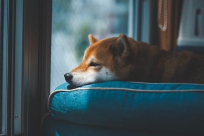 ベッドから窓の外を眺める