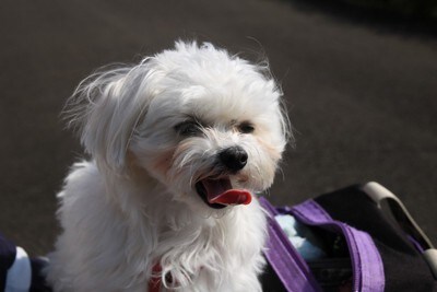 舌を出した白い犬