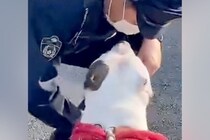 散歩中『警察官』に出会った犬→パトカーから降りてきて…素敵すぎる『微笑ましい光景』に反響「優しい時間が流れてる」「ほんと無邪気で可愛い」