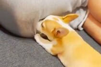 男性のおしりに顔を突っ込む子犬→『オナラ』をした結果…とんでもなく可愛い『ブチギレる光景』が345万再生「笑った」「微動だにしない尻ｗ」