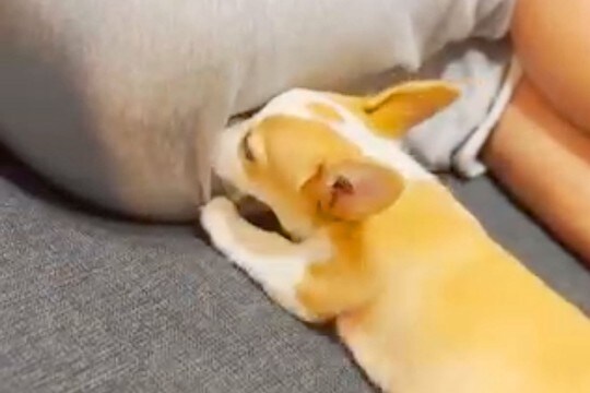 男性のおしりに顔を突っ込む子犬→『オナラ』をした結果…とんでもなく可愛い『ブチギレる光景』が345万再生「笑った」「微動だにしない尻ｗ」