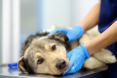 処置台の上で寝転ぶ犬と支える獣医師の手