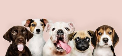 横一列に並ぶさまざまな犬種の子犬たち
