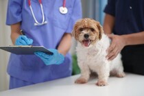犬の「避妊・去勢手術」いつがベスト？最新研究からわかる健康への影響を獣医が徹底解説