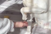 『お手のやり方』をいまだにわかっていない3歳の大型犬→あまりにも可愛い光景が13万表示「面倒くさがってて最高ｗ」「きっとわざとｗｗ」