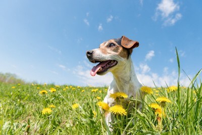 花畑の中の家族と犬