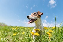 春に注意すべき『犬の熱中症』とは？危険な症状を引き起こした場合の応急処置まで