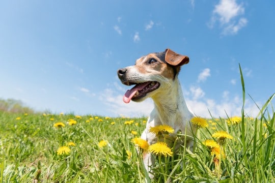 春に注意すべき『犬の熱中症』とは?危険な症状を引き起こした場合の応急処置まで