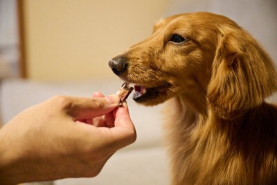 おやつをもらう犬