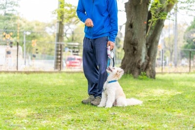 屋外でトレーニングする犬