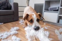 犬が『ワガママ』を言っているサイン５選　自己中心的な性格に育ってしまう原因とは？