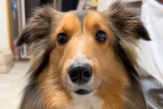 なぜか消えた『きゅうり』→犬に行方を尋ねた結果…あまりにもわかりやすい『正直すぎる態度』が話題「キョドってるw」「可愛すぎて怒れない」