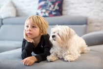 犬が『テレビを真剣に見つめている』ときの心理3つ　人間のように内容を理解しているの？