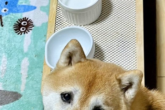『かあさん、からっぽです…』ご飯を食べ終わった犬→お皿の前で…思った以上に切ない『表情』に4万いいね「ズルいww」「負けそうになる」