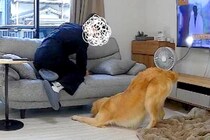 入院中、ふと家のカメラをのぞき見した結果→『夫と大型犬が遊んでる』と思ったら…『衝撃の瞬間』が39万再生「見事なV字ｗ」「ドン引きで草」