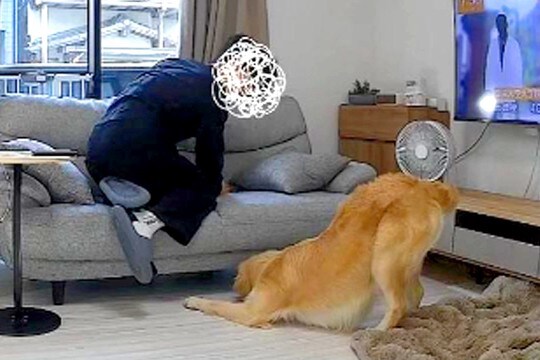 入院中、ふと家のカメラをのぞき見した結果→『夫と大型犬が遊んでる』と思ったら…『衝撃の瞬間』が39万再生「見事なV字w」「ドン引きで草」