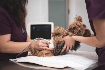超音波エコー検査を受けている犬