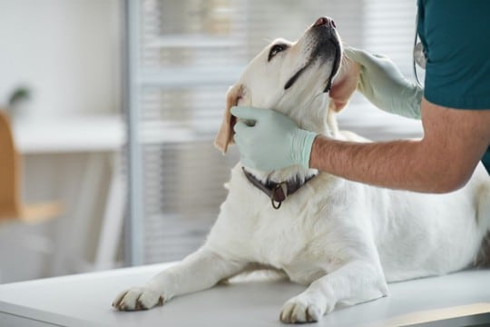 愛犬の「慢性腸症」のタイプは変わる?治療の再評価が重要な理由【最新研究を獣医が解説】