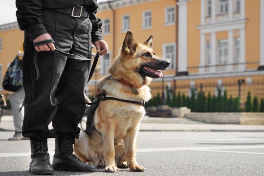 『記憶力がいい』といわれている犬種4選 学習能力が高い理由や飼い方の注意点まで
