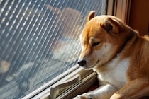 犬に絶対言ってはいけない『言葉』4選　信頼関係が崩壊するNGワードとは？