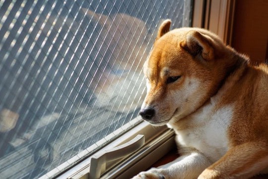犬に絶対言ってはいけない『言葉』4選 信頼関係が崩壊するNGワードとは?