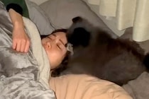 朝4時、寂しくてベッドに入ってきた犬→抱きしめてあげると…とんでもなく尊い『電池切れの瞬間』が19万再生「赤ちゃん」「幸せな夢見そう」