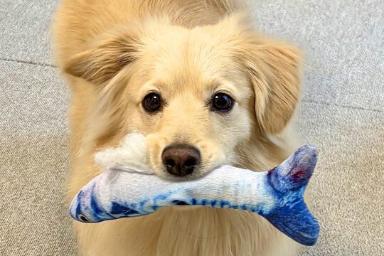 なぜか『魚のおもちゃ』を何度も見せに来る犬→まさかの『策士すぎる思惑』が13万表示「人間がチョロいの知ってて草」「学習能力高いw」と絶賛