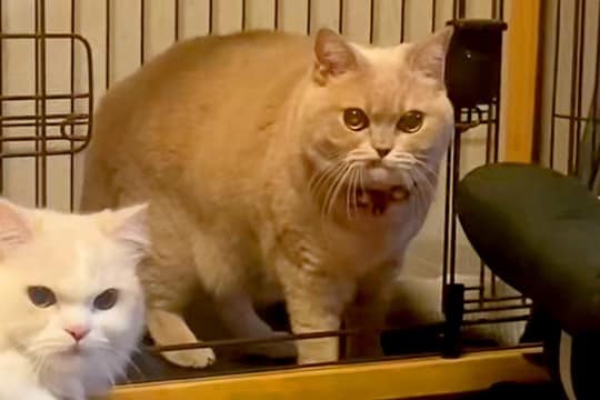 犬が『自分のお部屋を猫に占領されてしまった』結果→あまりにも愛おしい『精一杯の抵抗』が81万再生「猫さん強すぎるww」「キレ顔かわいい」