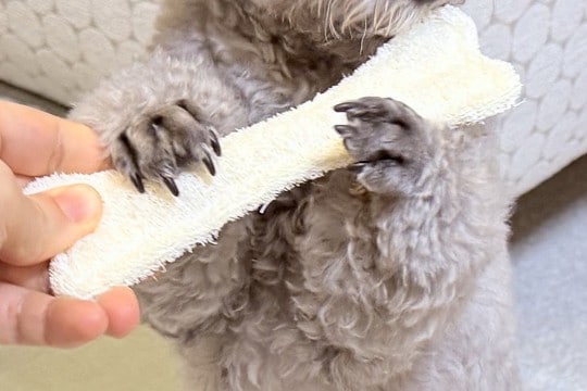 『前世はフルート奏者…?』犬におもちゃを渡してみたら、まさかの『優雅すぎる表情』に1万いいね「中に人いるでしょw」「音色が聞こえてくる」