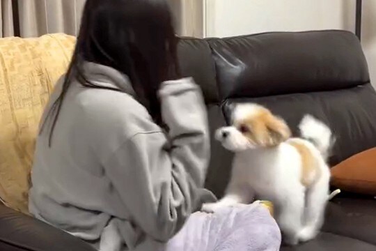『犬が怖い女の子』と『初めて怖がられる犬』あまりにも可愛い"ふたりのやり取り"に996万再生の反響「てんやわんやww」「癒されました」