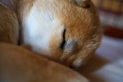 眠る柴犬のアップ