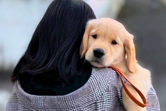 幼稚園の頃から『犬を飼いたい』と言っていた女の子→9歳の時に大型犬を飼った結果…尊すぎる『現在の光景』が29万再生「愛が溢れてる…」