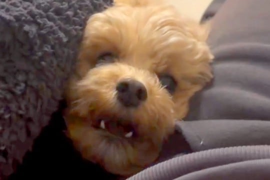 ラブラブなママとパパを見た犬→犬がヤキモチを妬いてしまい…まさかの『ブチキレ』が35万再生「男同士の決闘ｗ」「しっぽフリフリで草」の声