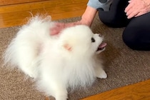 実家へ帰省し『おばあちゃん』と再会した犬→いつまでも続いてほしい『優しいひととき』に反響「なんだか泣けてきた」「帰りたくなくなる」