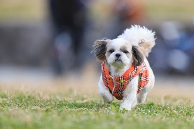 向かってくるシーズー