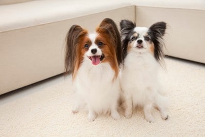 パピヨン、並んでおすわり