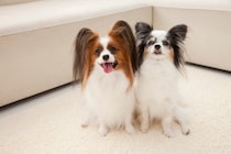 犬に教えておいたほうがいい『しつけ』3つ　ワンコと暮らす上で必ず知っておくべきコマンドとは？