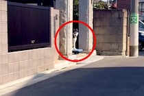 帰宅拒否をする大型犬→なんとか運び出した結果…犬とは思えない『まさかの移動方法』が108万再生「可愛くて息できないｗｗ」「吹いた」と爆笑