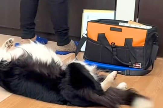 インターホンの工事で業者さんが家にやってきた結果→仕事にならない『まさかの光景』が20万再生「名残惜しそうww」「わしゃわしゃしたい」