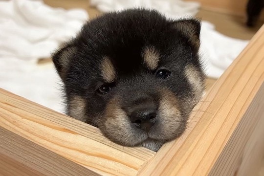 生後30日目の『赤ちゃん子犬たち』→巣箱から脱走をして…とんでもなく尊い『お部屋の大冒険』が12万再生「最高に可愛い」「ムチムチで元気」