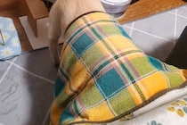 寒い日、こたつに入った犬に『ご飯をあげた』結果→横着しすぎている『人間のような光景』に1万いいね「怠惰の極み」「究極の食事スタイルで草」