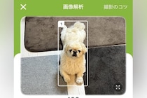 『食事管理アプリ』で犬の写真を撮ったら…思わず納得してしまう『解析結果』が面白いと20万表示「笑った」「他の候補も良いｗｗ」と爆笑の声
