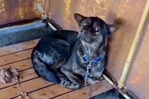 警察署で保護された迷子犬→どれだけ待っても飼い主に来てもらえず…感動的な『現在の様子』に涙「幸せになって」「なんて素晴らしい出会い」