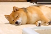 柴犬を『甘やかして育てた』結果→「わかりすぎるｗｗ」「我が家も全く同じです」思わず共感してしまう『可愛すぎる成長』に82万再生の反響